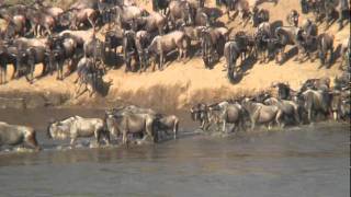 THE GREAT MIGRATION Serengeti - Mara.mp4