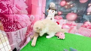 スコティッシュフォールドの動画01