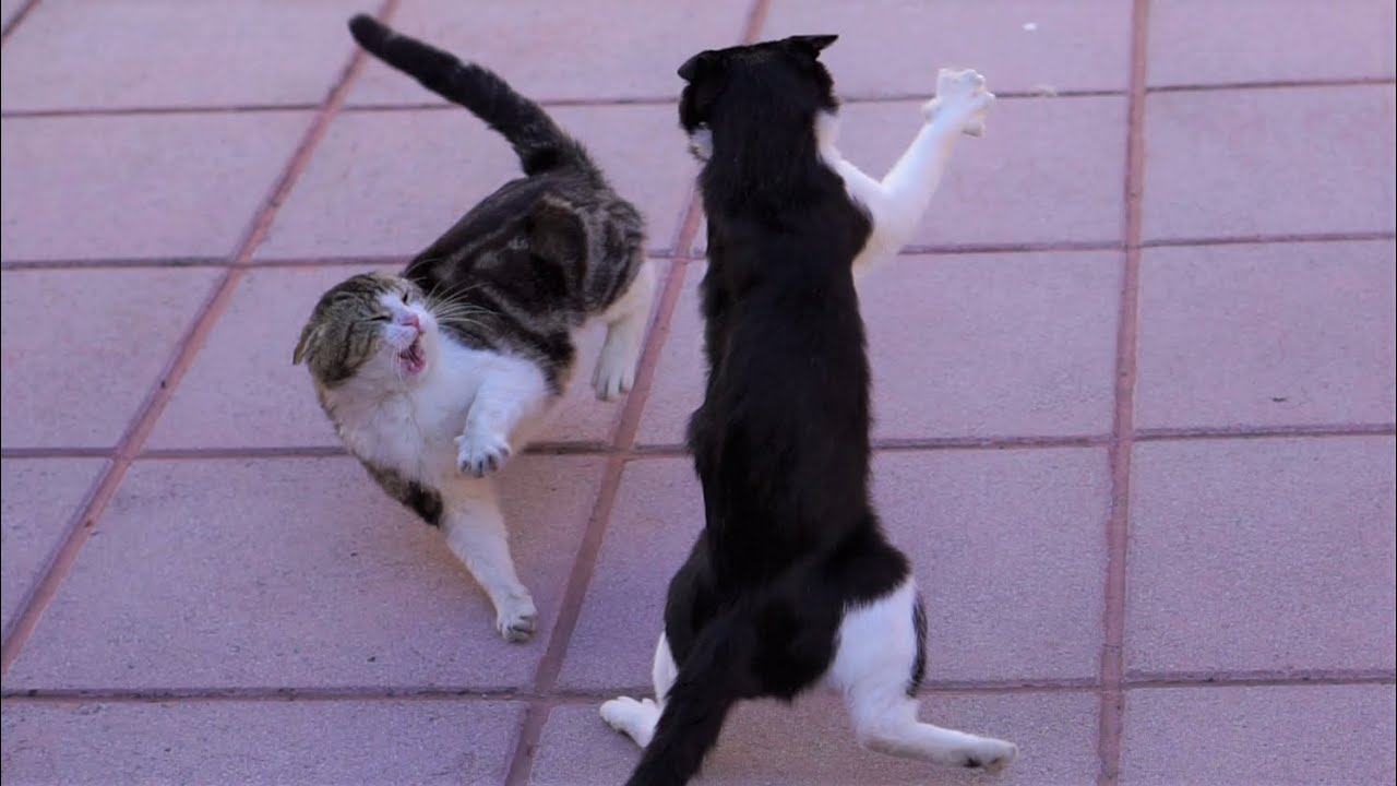 Cat Sneak Attack Compilation Video