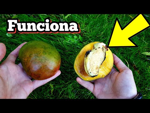 , title : '🥭 Como GERMINAR Mango (MUCHO más RÁPIDO) Cultivar y sembrar hueso o Semillas de mangos en maceta'