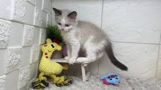 ラグドールの動画01