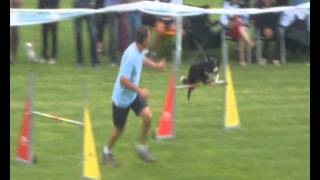 Gara Agility dog Ronzo Chienis 2011