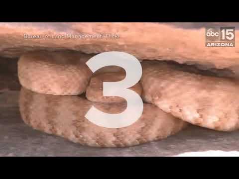 PINK SNAKES! Weird things about the Grand Canyon - ABC15 Digital