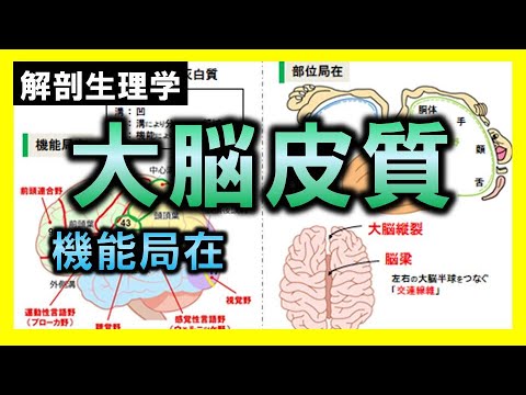 大脳の非対称性について詳しく解説