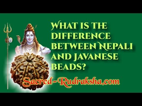What is the difference between Nepali and Javanese Rudraksha?