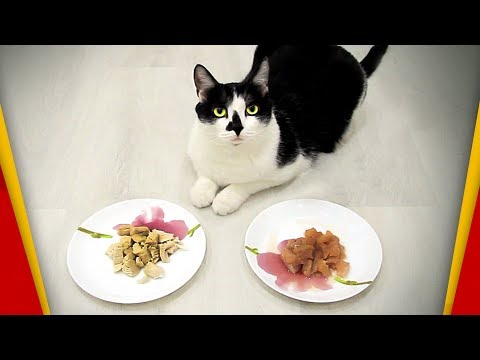 Raw or Cooked Chicken? What does the cat like to ... - YouTube