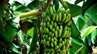 Growing Your Own Backyard Bananas - Planning and Planting for Great Fruit