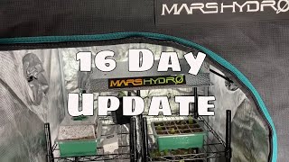 House Plant Grow Tent Update Mars Hydro Hoya Philodendron Epipremnum Albo TS 600W Grow Light