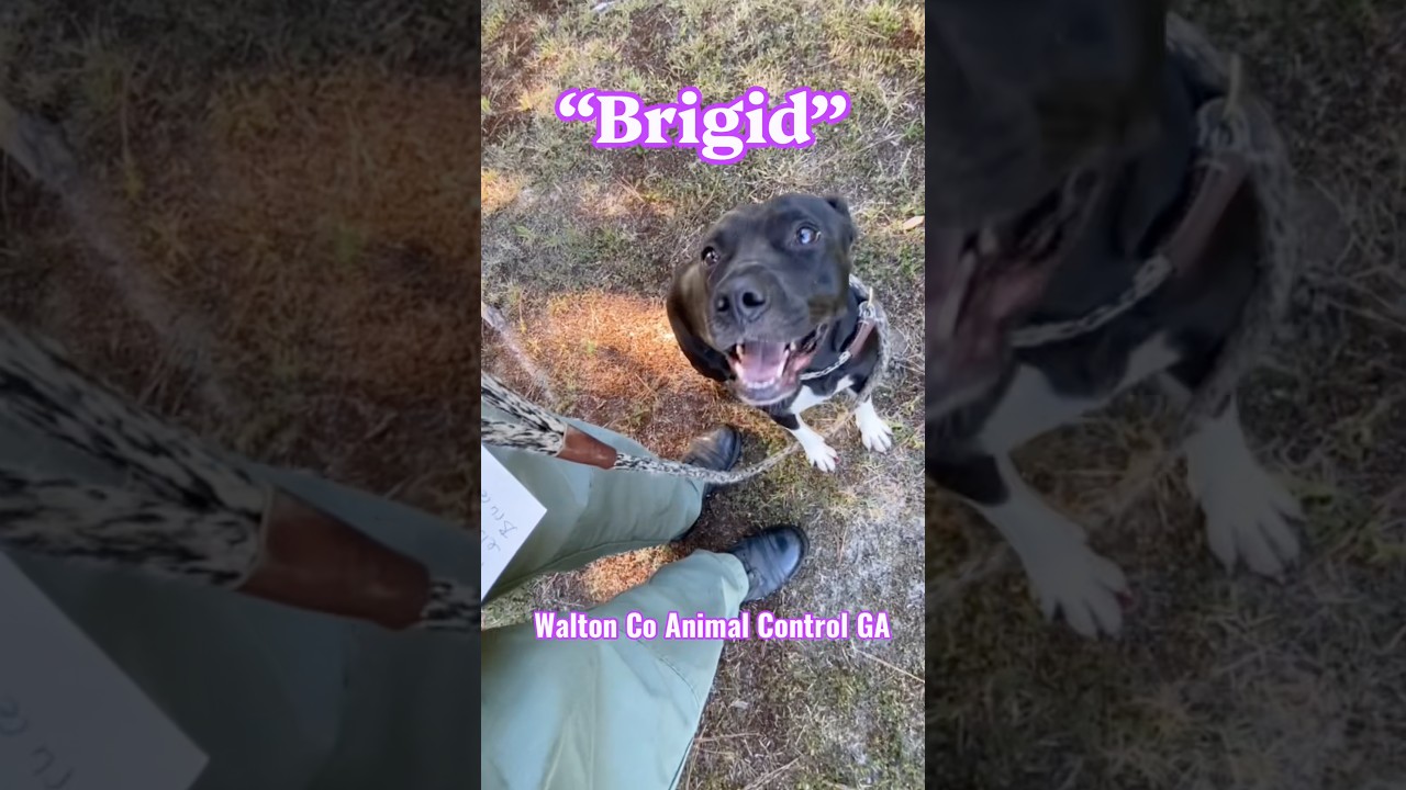 Enlarge Brigid, a Adoptable mixed breed in Monroe, GA video 3/6