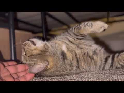 Attack Mode On! #fatkitty #follow #shorts #cats #catshorts #instagram #followme #relaxing