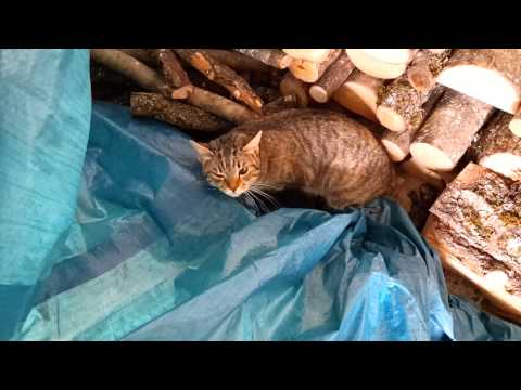 Cura per disposizione di parassiti in un organismo Se il gatto strappa vermi che fare