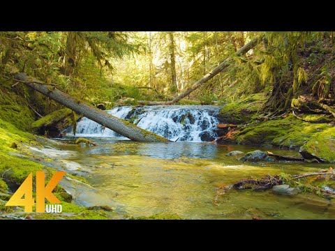 4K Beauty of Canadian Nature - Scenic Nature Film - Part #6 - Short Preview Video