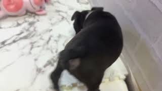 ボストンテリアの動画01