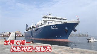 ”海上の巨大工場”世界唯一の捕鯨母船「関鯨丸」が博多港に初入港！最新鋭のシステムでクジラを船内解体　その全貌とは