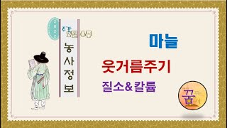 [농사정보] 마늘_웃거름주기(질소&칼륨)