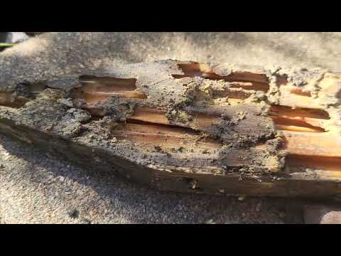 Termites Feast on Our Monitors & Not the Home in Little Silver, NJ