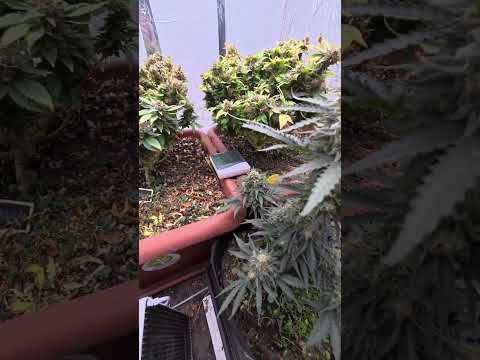 Can 12/12 Work for Autoflowers? Mandalorian Says YES! 💪⚡