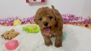 トイプードルの動画01