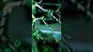 Download lagu cara merangkai pohon bonsai. #bonsai #taman #pohonbonsai #jepang #Agustus #Oktober mp3