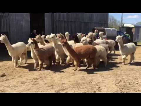 Alpakas sammeln sich zur Schur
