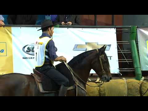 Classificatória de Araranguá - 3º lugar fêmeas - Preciosa do Recanto Crioulo (Mangueira II)