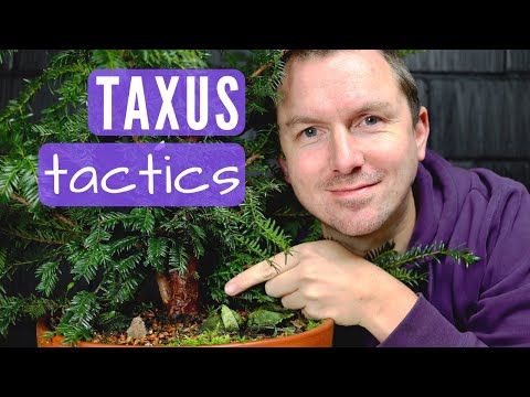 Nursery Stock Bonsai: Shohin Taxus Selection & Preparation