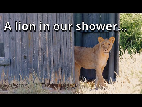 Ten Lions in our camp [Kgalagadi Episode 1]