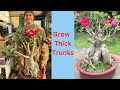 DESERT ROSE ADENIUM - 4 Key Trunk Thickening Tips and Care - 2023