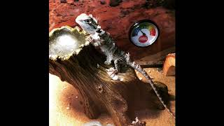 &quot;Westermarck&quot; - Charly Bliss - Cover