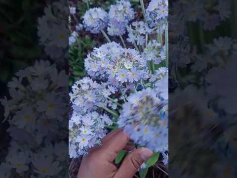 Wild flower #shirtvideos#trending