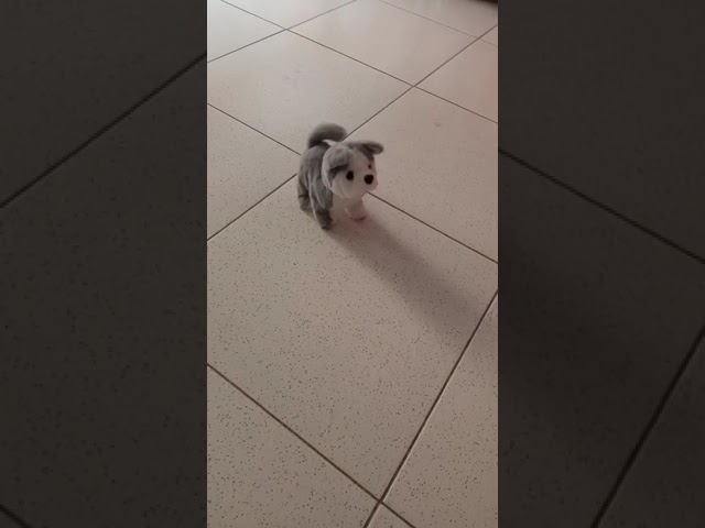 Vídeo relacionado con JOYELF el Juguete de Perro chirriante, el Juguete de Perro con squeakers, el Juguete OVNI y el Juguete Alien ígena