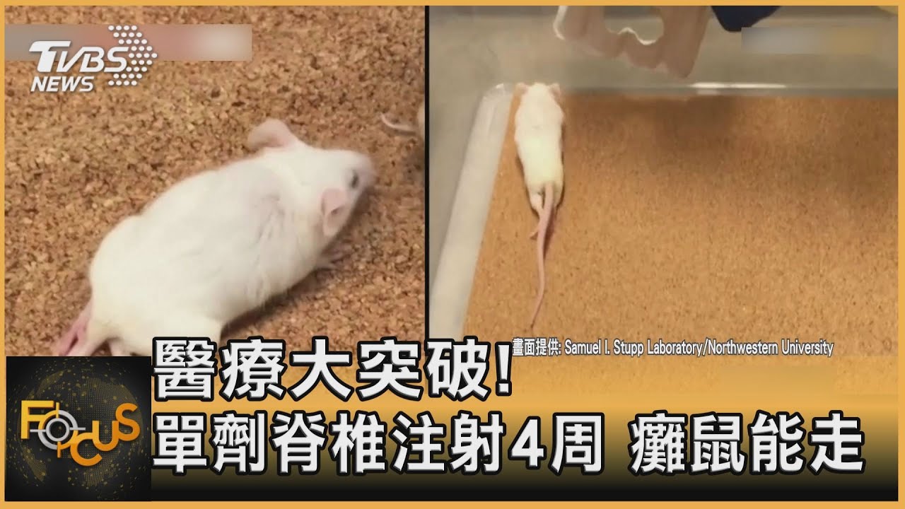 醫療大突破!單劑脊椎注射4周.癱鼠能走