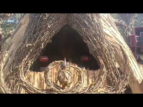 forest soul gathering III 2022