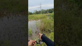 Download lagu Seasir stream x daido kraven 1000 #fishing #trending #mamcingliar #casting #fyp #shorts #viral mp3 Download lagu Seasir stream x daido kraven 1000 #fishing #trending #mamcingliar #casting #fyp #shorts #viral mp3