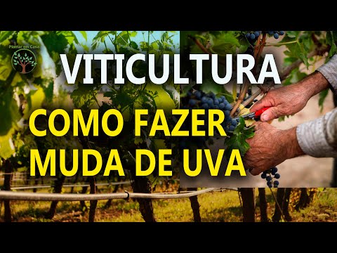 , title : 'Muda de Uva, Como Fazer de forma correta com Sergio Semerdjian'