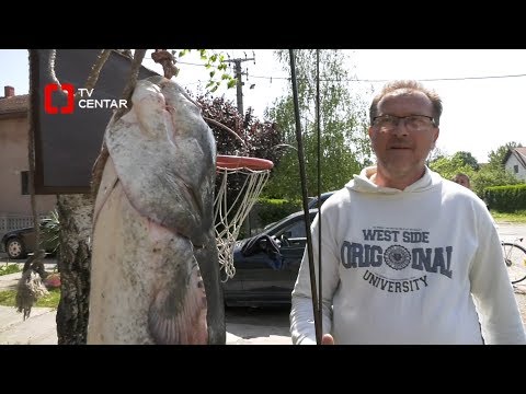 Na Moravi upecan SOM OD 55 KG