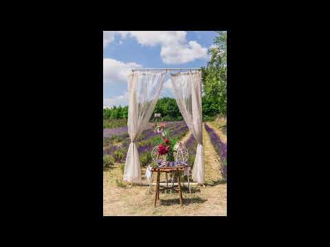 Relaxare și liniște la lanul de lavanda .