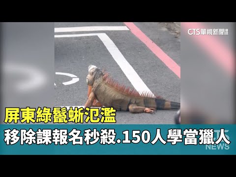 屏東綠鬣蜥氾濫　「移除課」報名秒殺　150人學當獵人