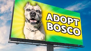 No One Wants This Homeless Dog So I Put Him On Billboards!