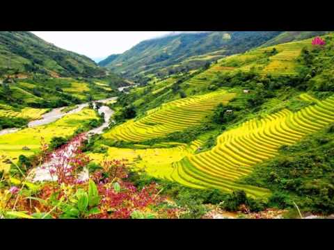 Xuân quỳ lạy Phật - Bảo Phúc
