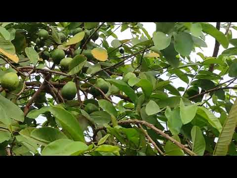 gueva fruit tree