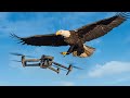 Eagle Attacked My Drone Mavic 3 Cine