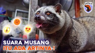 Download lagu 5 SUARA MUSANG DAN ARTINYA! #SAWAN mp3 Download lagu 5 SUARA MUSANG DAN ARTINYA! #SAWAN mp3