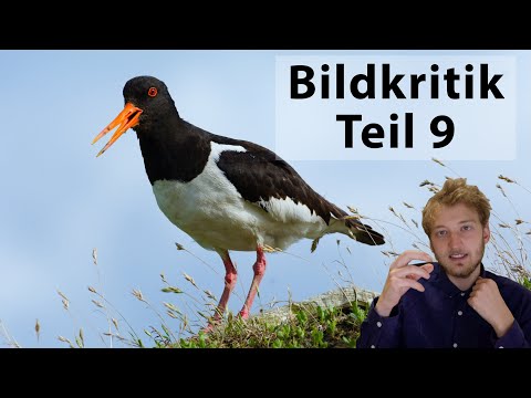 Bildkritik Teil 9 - Ich gebe Feedback zu euren Fotos