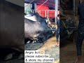 Extreme Angry Bull Masallah Qurbani 2025 Goru Lover Bull Trending Cow Bull Cows Animals Goru