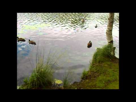 Sorsia Ahvenisjärvellä