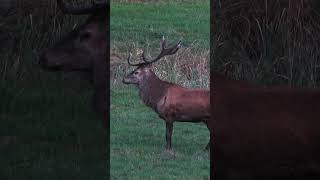 Die Jagd auf den König des Waldes 🦌 mit  ⁨@feldundjagd6137⁩