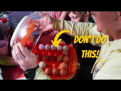 Egg Incubation 101: Do This or Your Chicks Won't Hatch! | ChickCozy Incubator Review