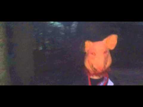 TRB 2013 - BIG P I G (Qualifikation)