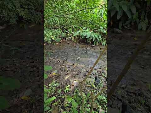 Aguas termales en San Vicente 🇸🇻😱 #viral #naturaleza